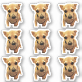 Schattige Chihuahua Honden 4Carly Sticker