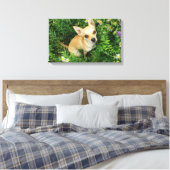 Schattige Chihuahua in graswei Canvas Afdruk (Insitu (Slaapkamer))