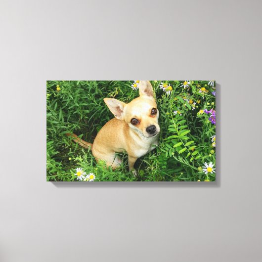 Schattige Chihuahua in graswei Canvas Afdruk (Voorkant)