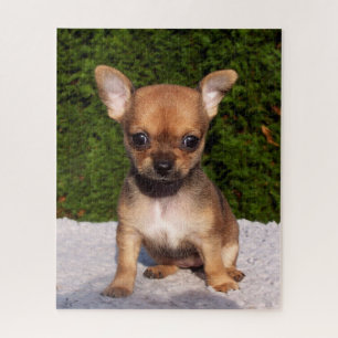 Schattige Chihuahua Puppy Dog Legpuzzel