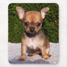 Schattige Chihuahua Puppy Dog Muismat