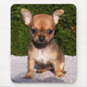 Schattige Chihuahua Puppy Dog Muismat