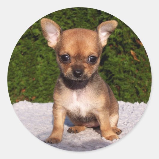 Schattige Chihuahua Puppy Dog Ronde Sticker (Voorkant)