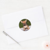 Schattige Chihuahua Puppy Dog Ronde Sticker (Envelop)