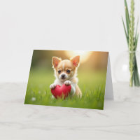 Schattige Chihuahua-puppy voor Valentijnsdag