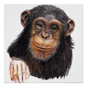 Schattige Chimpansee Perfect Poster