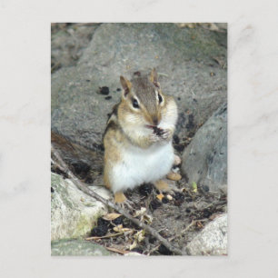 Schattige Chipmunk-Briefkaart Briefkaart