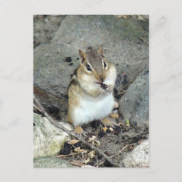 Schattige Chipmunk-Briefkaart Briefkaart