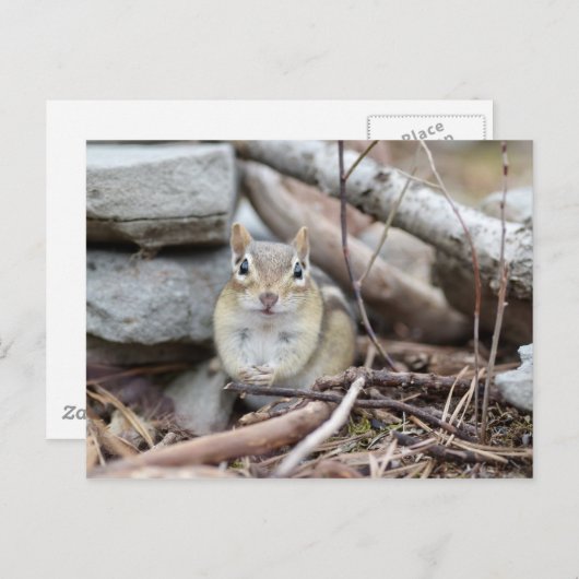 Schattige Chipmunk-glimlach Briefkaart (Voorkant / Achterkant)