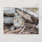 Schattige Chipmunk-glimlach Briefkaart (Voorkant)