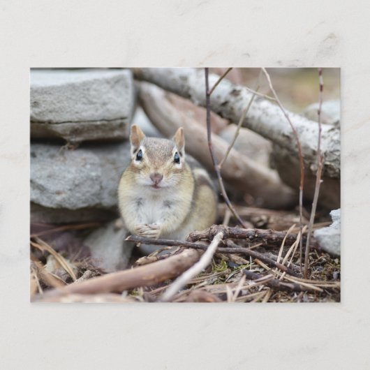 Schattige Chipmunk-glimlach Briefkaart (Voorkant)