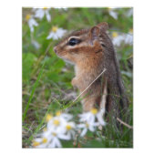 Schattige Chipmunk in bloemen Foto Afdruk (Voorkant)