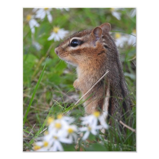 Schattige Chipmunk in bloemen Foto Afdruk (Voorkant)