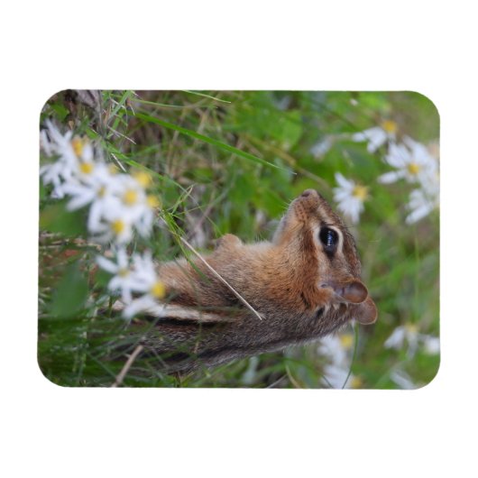 Schattige Chipmunk in bloemen Magneet (Horizontaal)
