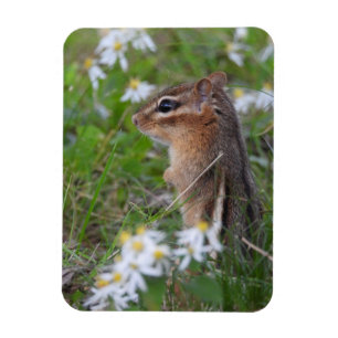 Schattige Chipmunk in bloemen Magneet