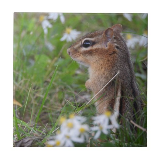 Schattige Chipmunk in bloemen Tegeltje (Voorkant)
