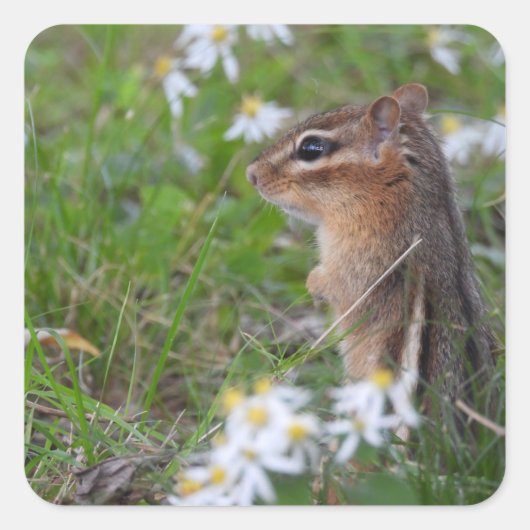 Schattige Chipmunk in bloemen Vierkante Sticker (Voorkant)