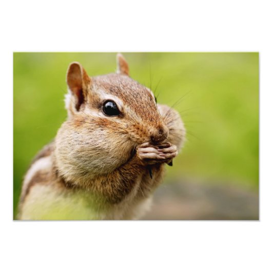 Schattige Chipmunk met volle kaken Foto Afdruk (Voorkant)