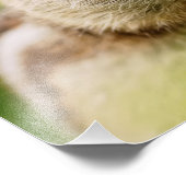 Schattige Chipmunk met volle kaken Foto Afdruk (Hoek)