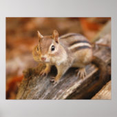 Schattige chipmunk poster (Voorkant)
