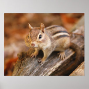 Schattige chipmunk poster