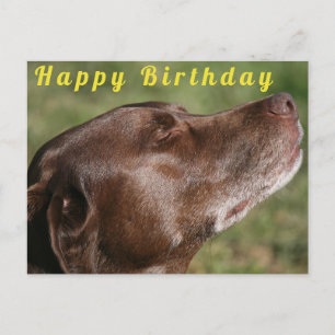 Schattige chocolade labrador hond - Gefeliciteerd Briefkaart