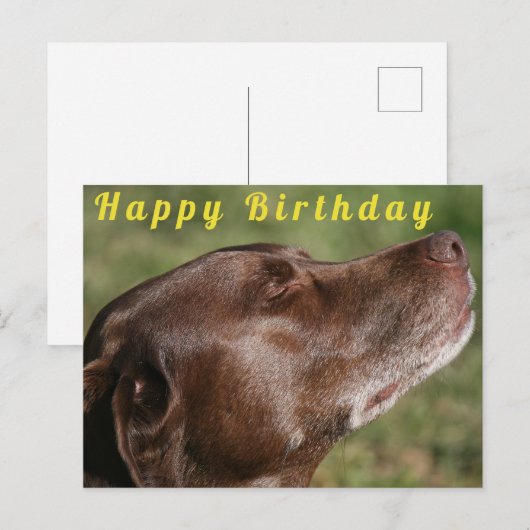 Schattige chocolade Labradordhond - Gefeliciteerd Briefkaart (Voorkant / Achterkant)
