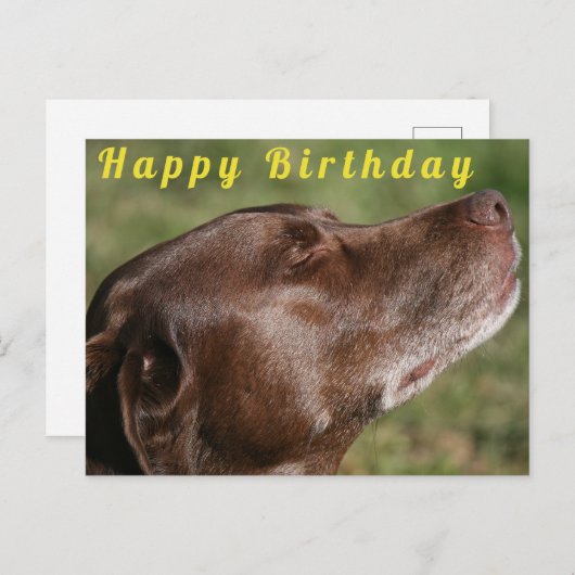 Schattige Chocolade Labradordog - Gefeliciteerd Briefkaart