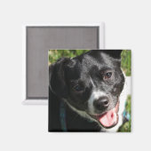 Schattige Chorkie Puppy Magneet (Voorkant / Achterkant)