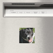 Schattige Chorkie Puppy Magneet (Insitu (Vaatwasser))