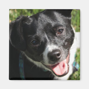 Schattige Chorkie Puppy Magneet