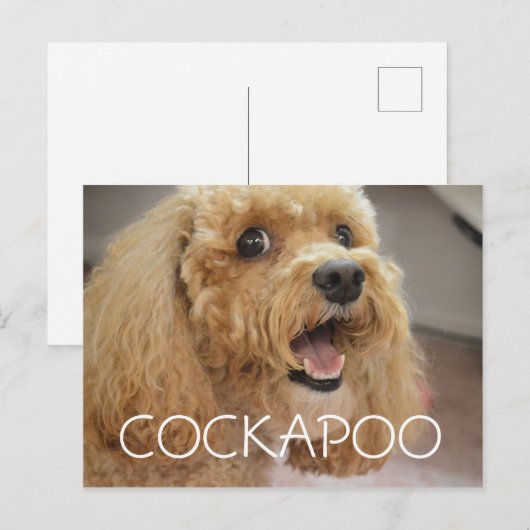 Schattige Cockapoo Dog glimlachen Briefkaart (Voorkant / Achterkant)