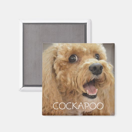 Schattige Cockapoo Dog glimlachen Magneet (Voorkant / Achterkant)