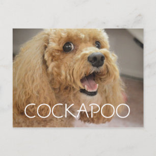 Schattige Cockapoo-hond die lacht Briefkaart