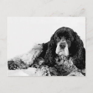 Schattige Cocker Spaniel Briefkaart