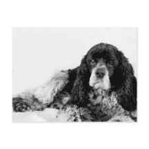 Schattige Cocker Spaniel