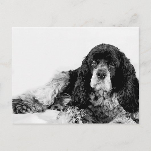 Schattige Cocker Spaniel Briefkaart (Voorkant)