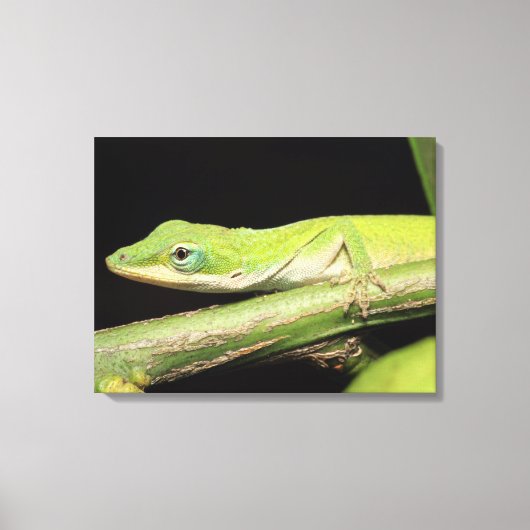 Schattige Cool Schattig Leuk Groen Anole Lizard An Canvas Afdruk (Voorkant)