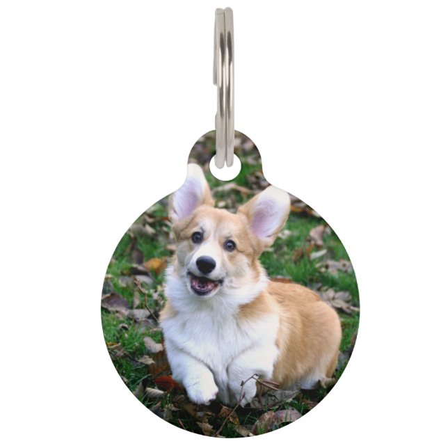 Schattige Corgi-hond springt Huisdierpenning (Voorkant)