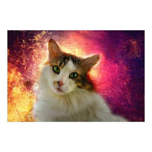 Schattige Cute Calico Cat Foto Afdruk (Voorkant)