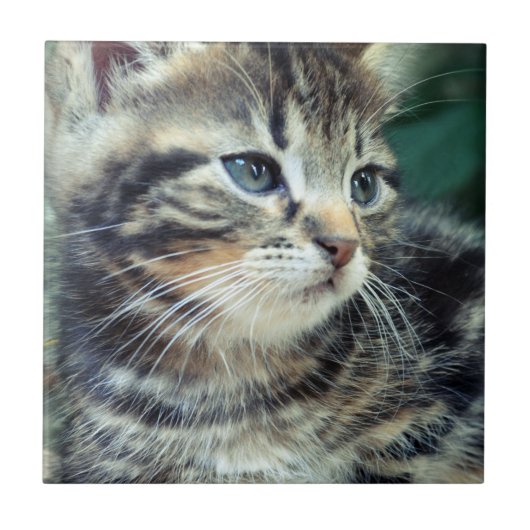 Schattige Cute Kitten Tegeltje (Voorkant)