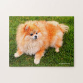 Schattige Cute Pomeranian Puppy Dog Legpuzzel (Horizontaal)