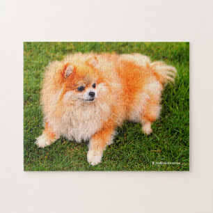 Schattige Cute Pomeranian Puppy Dog Legpuzzel