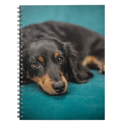 Schattige Dachshund Liggend Notitieboek (Voorkant)