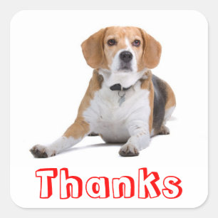 Schattige Dank Je Wel Beagle Puppy Hond Groet Stic Vierkante Sticker