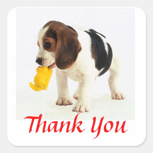 Schattige dank u Beagle Puppy Dog Groet Stickers (Voorkant)