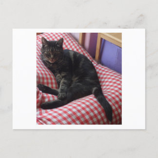 Schattige Dave Ansichtkaart Uitnodiging Briefkaart