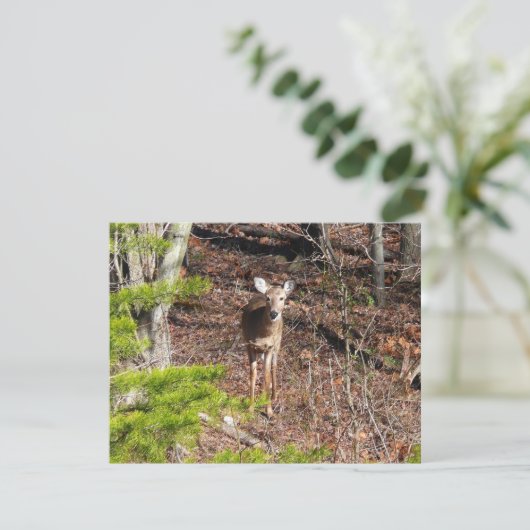 Schattige Deer in de Natuur van de Bossen Fotograf (Staand voorkant)