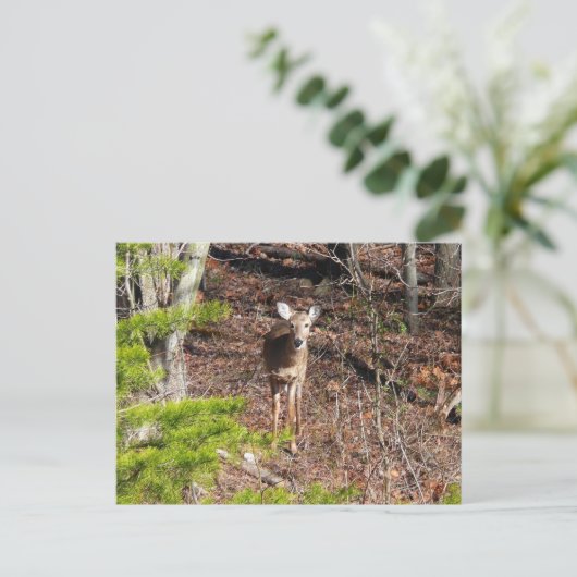 Schattige Deer in de Natuur van de Bossen Fotograf Briefkaart (Staand voorkant)