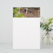 Schattige Deer in de Natuur van de Bossen Fotograf Briefpapier (Staand voorkant)